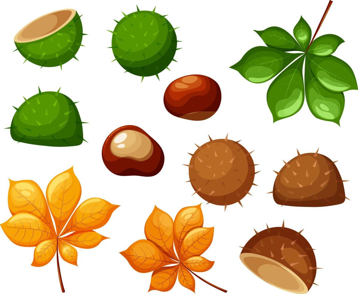 Set of green and autumn chestnut vector