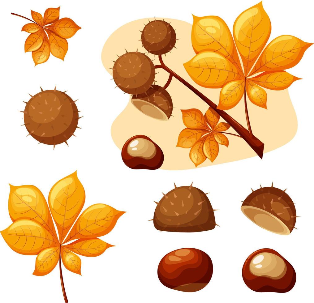 Branch of chestnuts with leaves vector