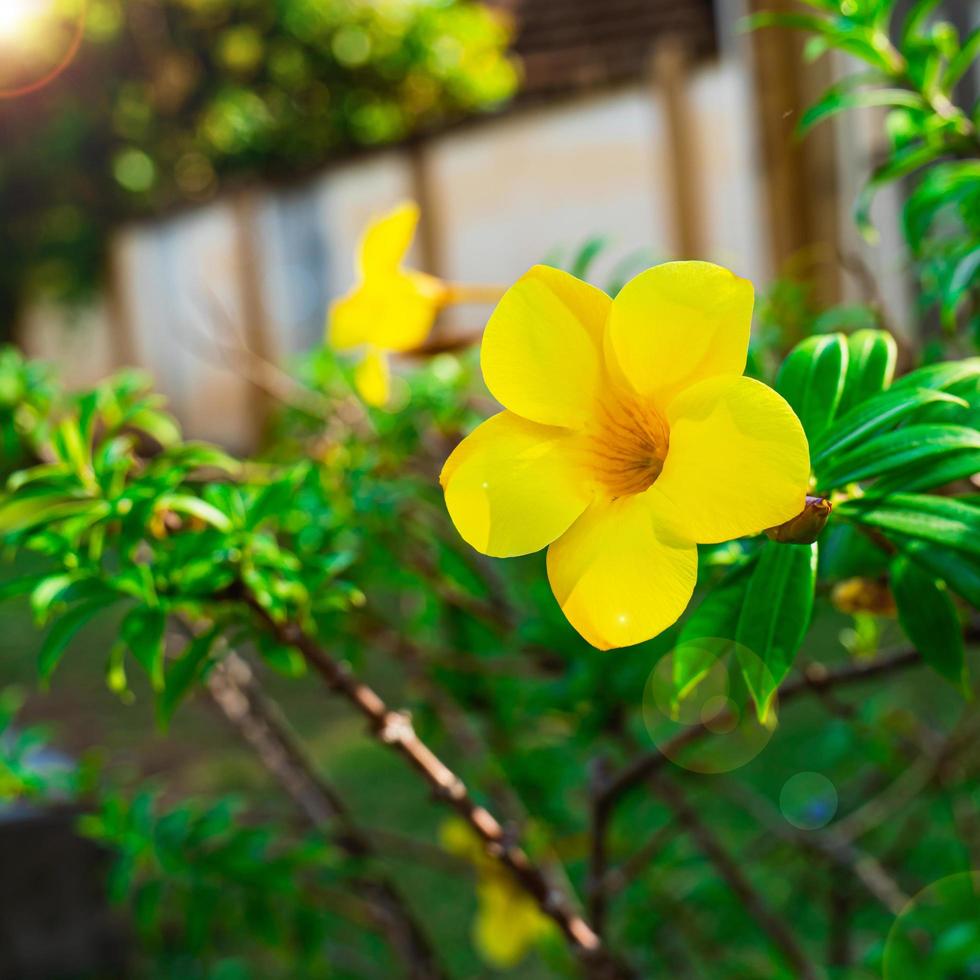 las flores de cathartica florecen de color amarillo dorado en un parque al aire libre de hojas verdes naturales, míralas y deja que estén frescas, húmedas, con una luz justa y un brillo hermoso. foto