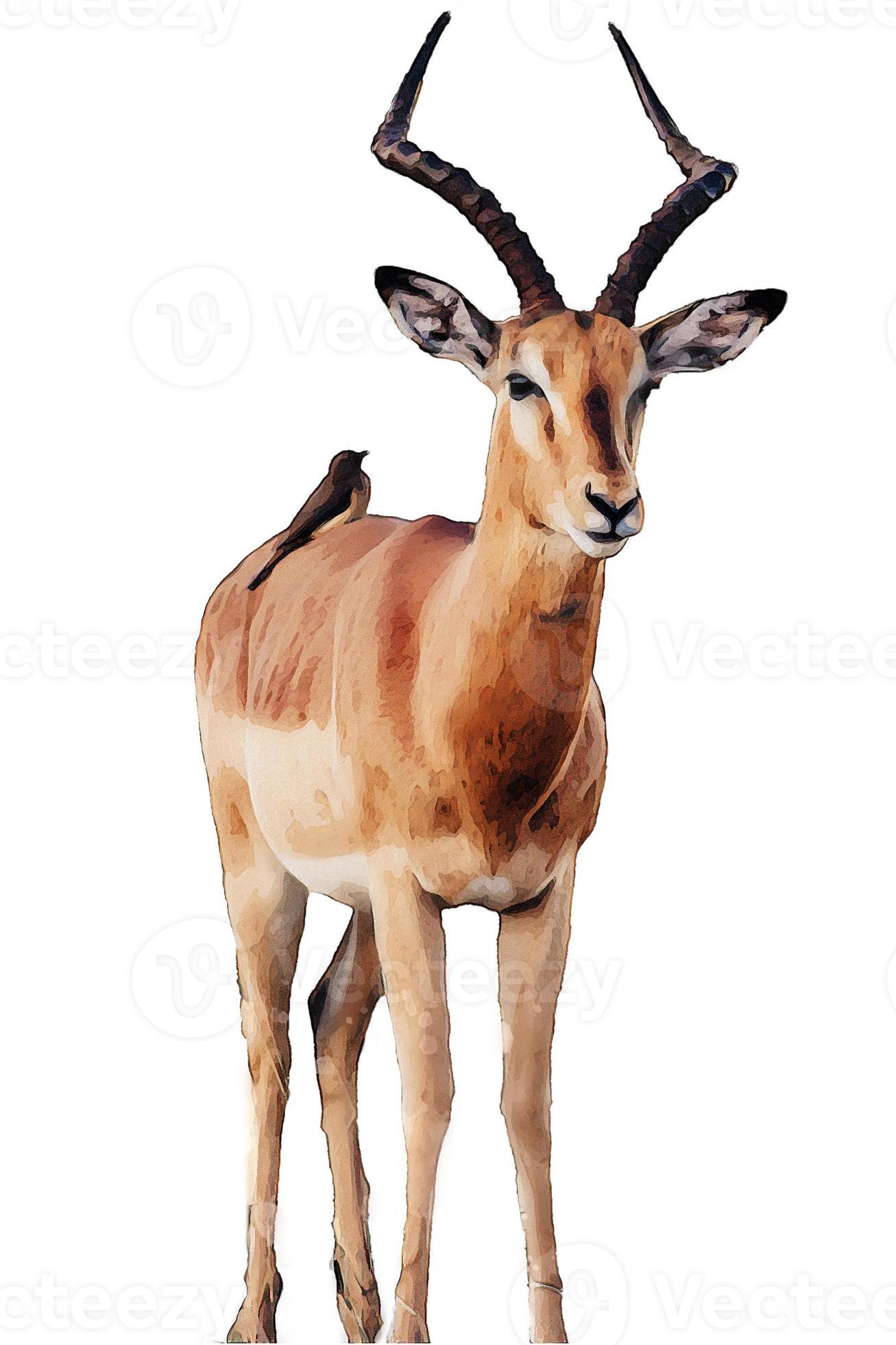 deer isolated on white background 10132493 Stock Photo at Vecteezy