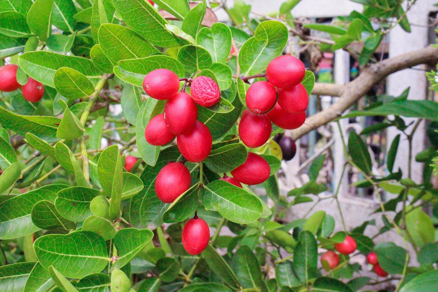 Karonda Fruits on tree photo