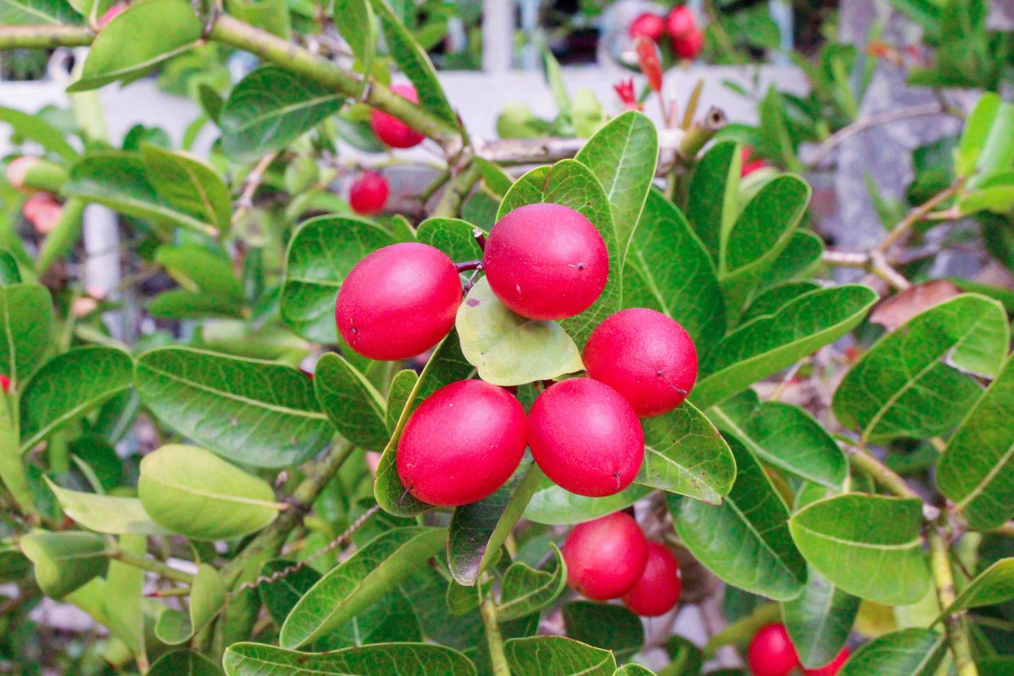 Karonda Fruits on tree photo