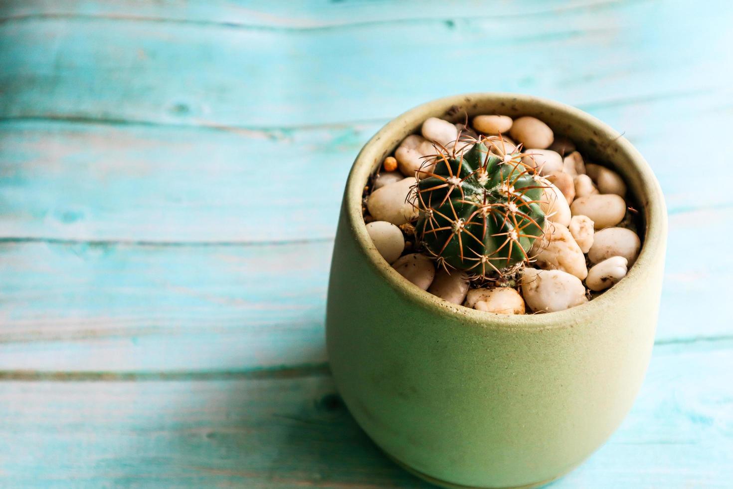 A cactus in a pot photo