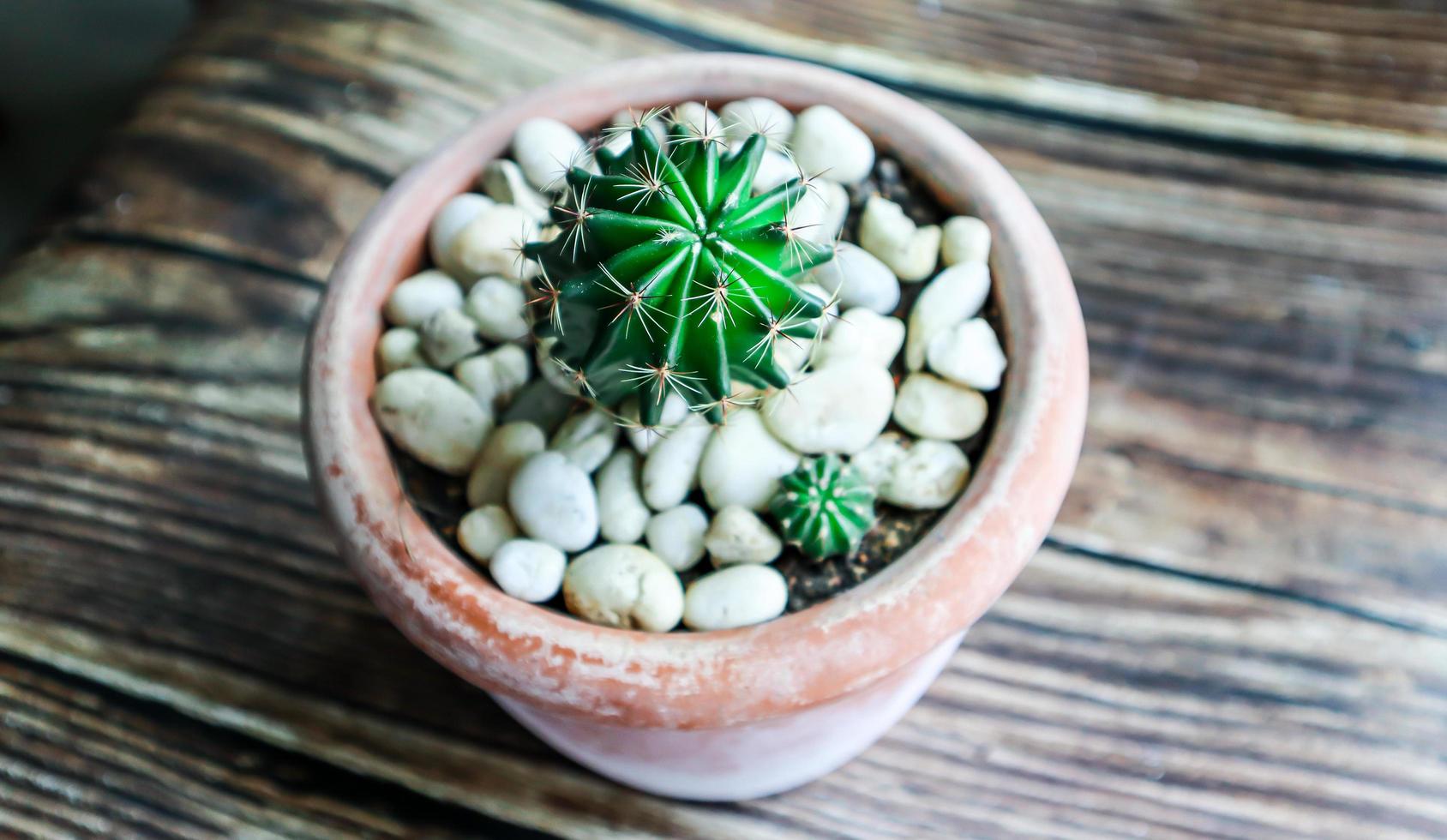 A cactus in a pot photo