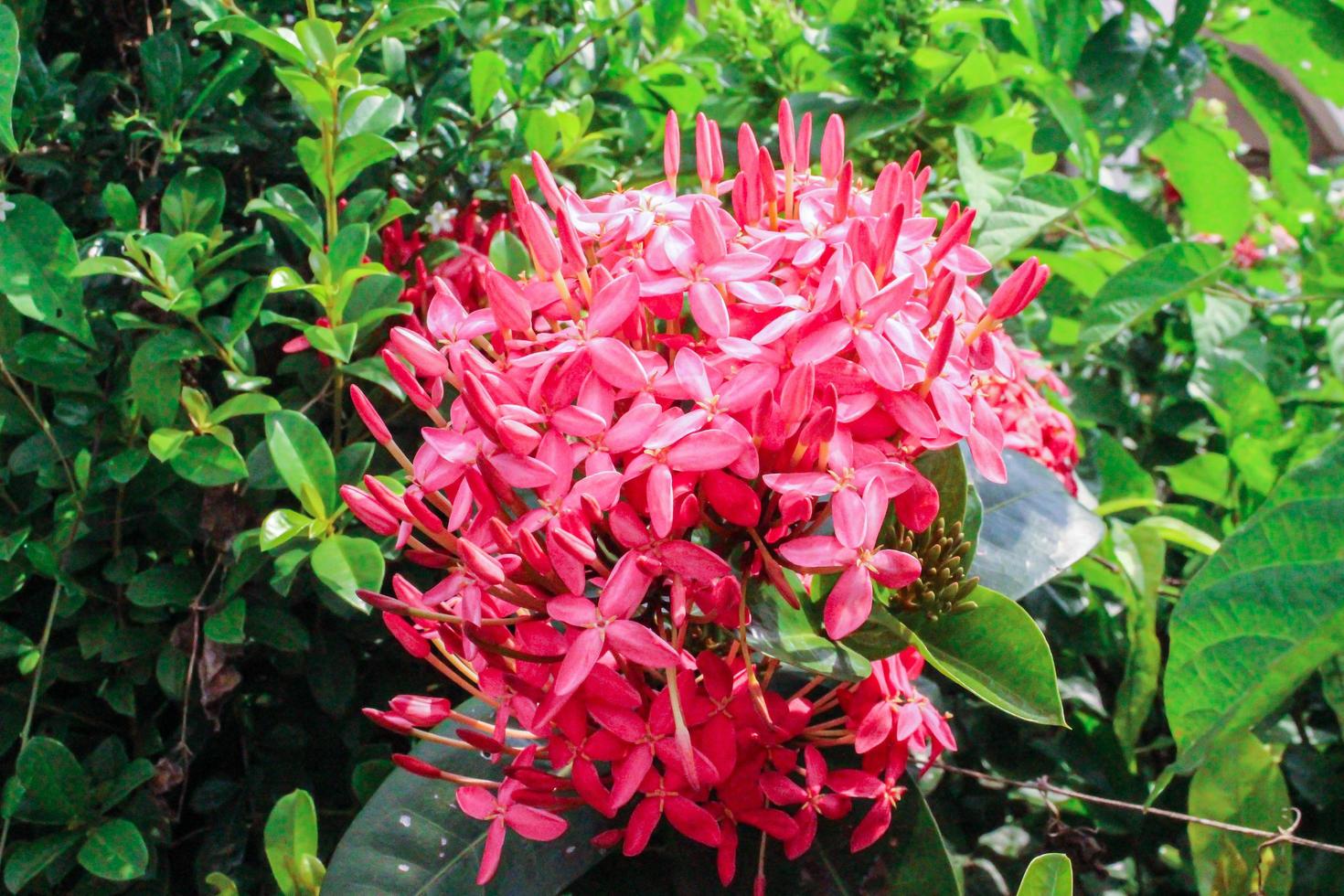 Pink ixora on tree photo
