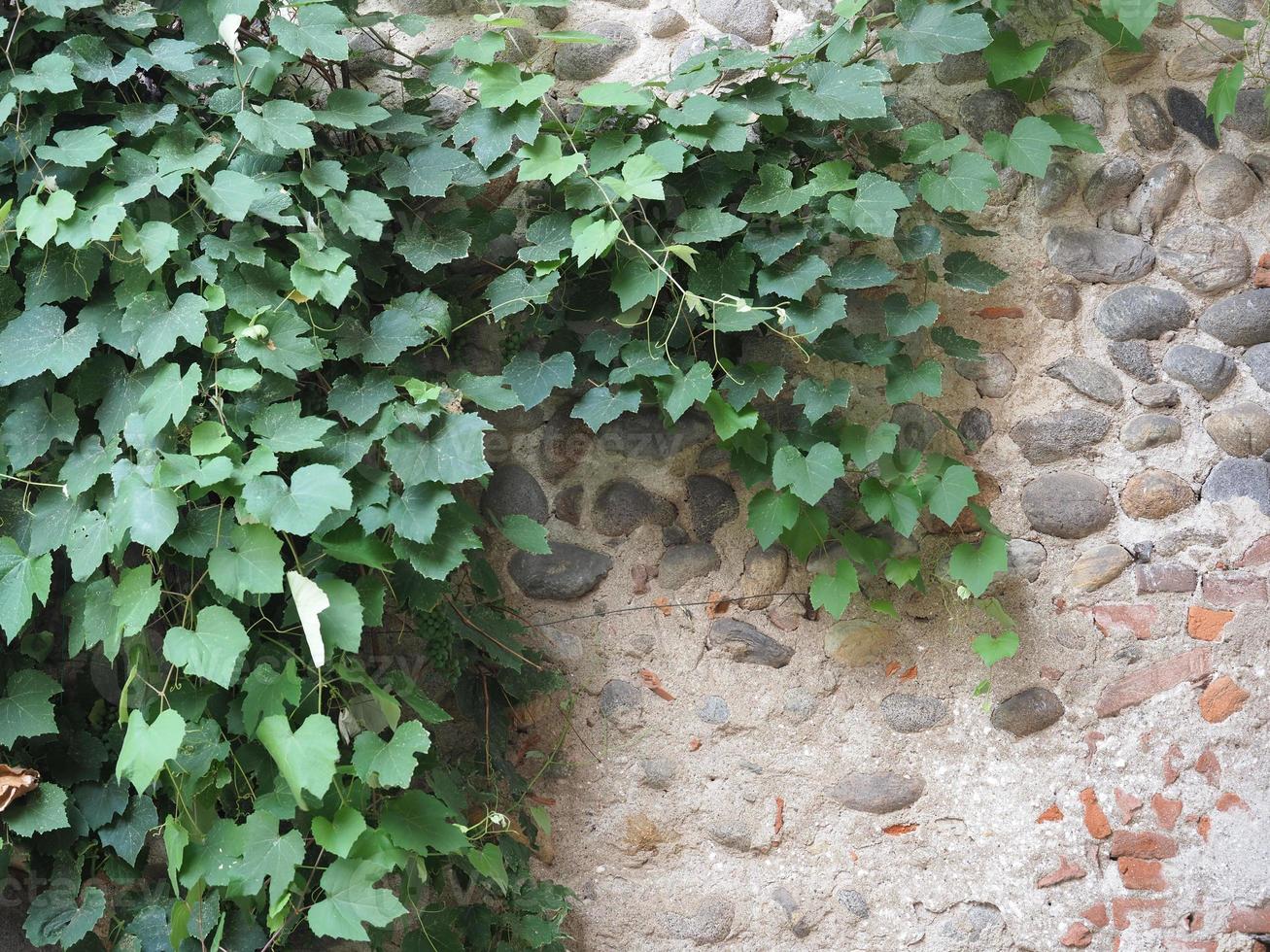 científico de la planta de vid. nombre vitis vinifera foto