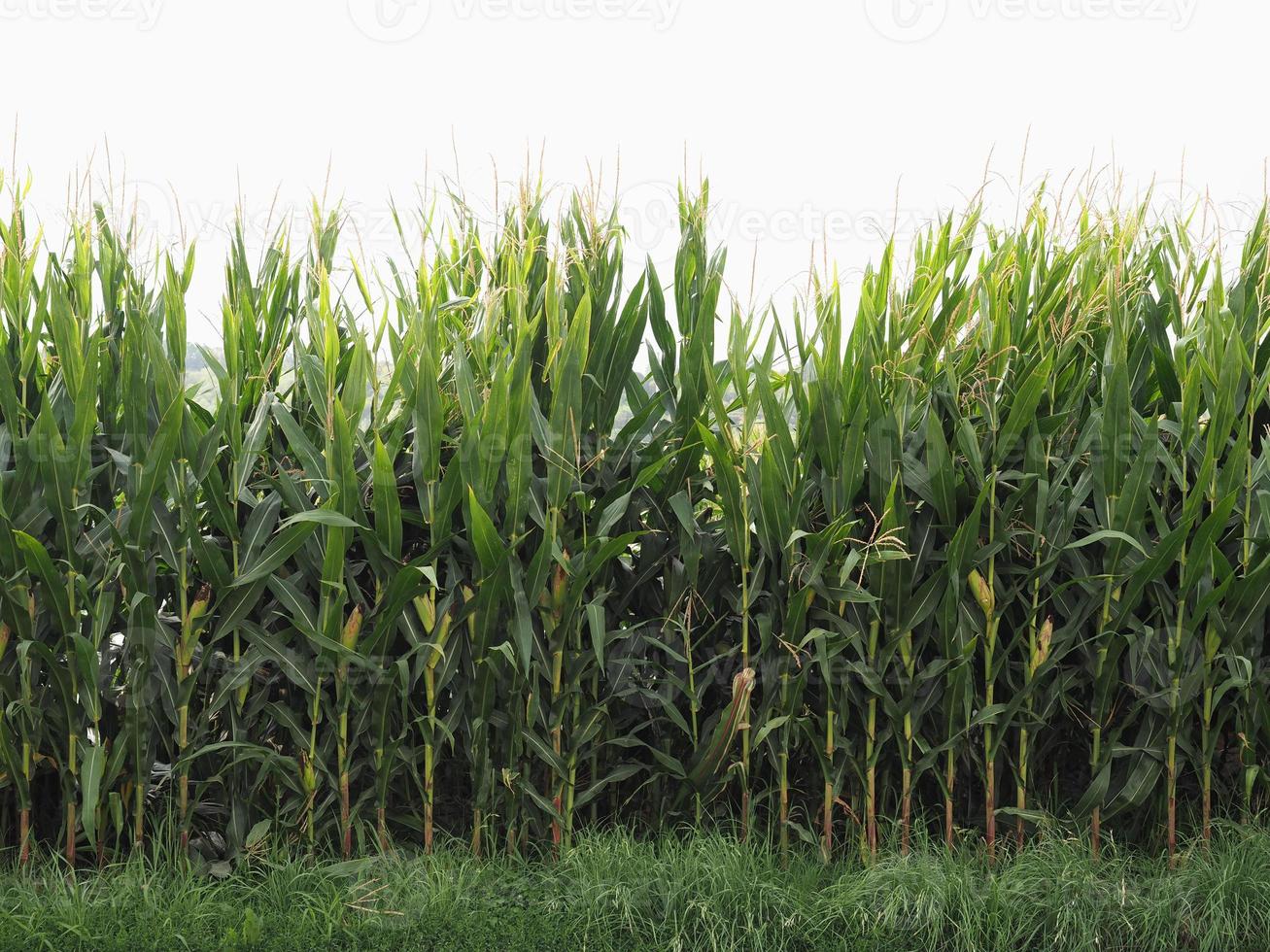 fondo de campo de plantas de maíz foto