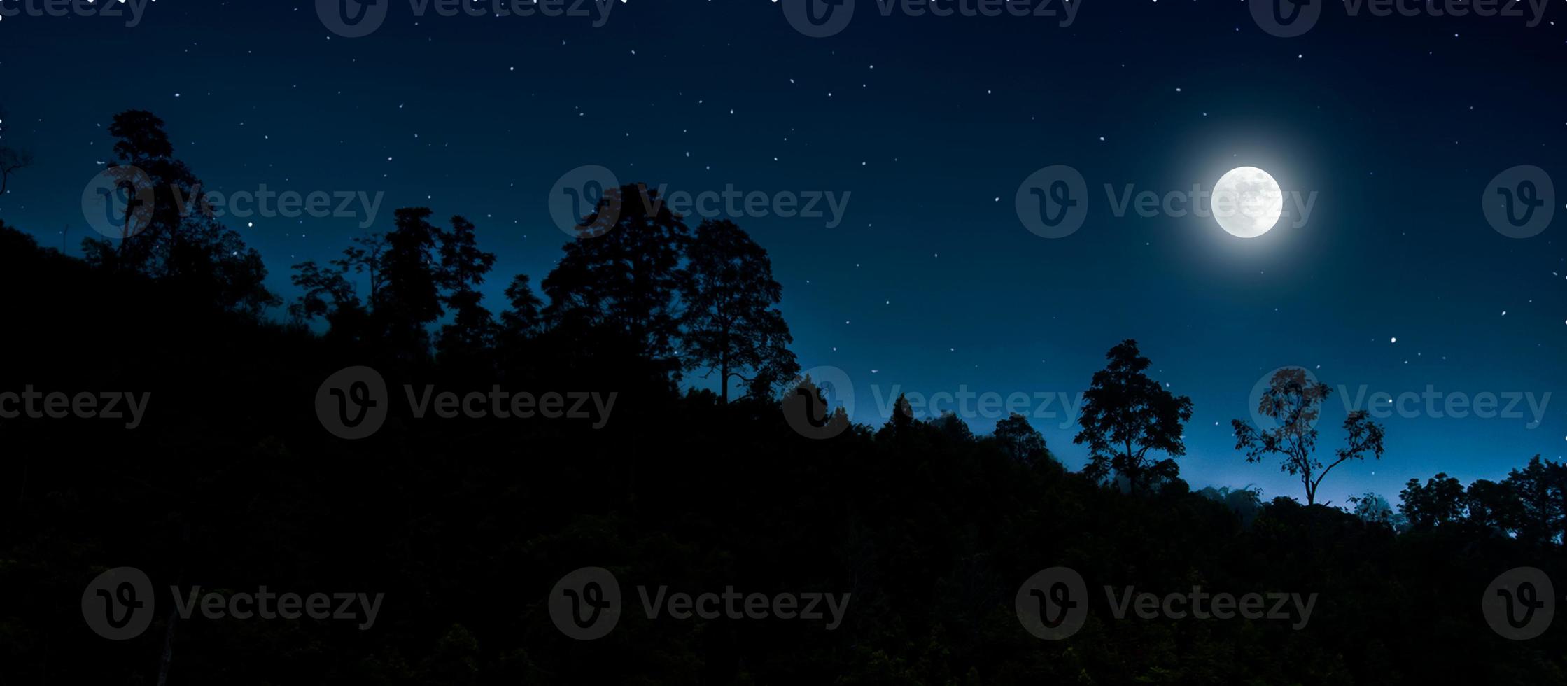 Panoramic night forest background photo