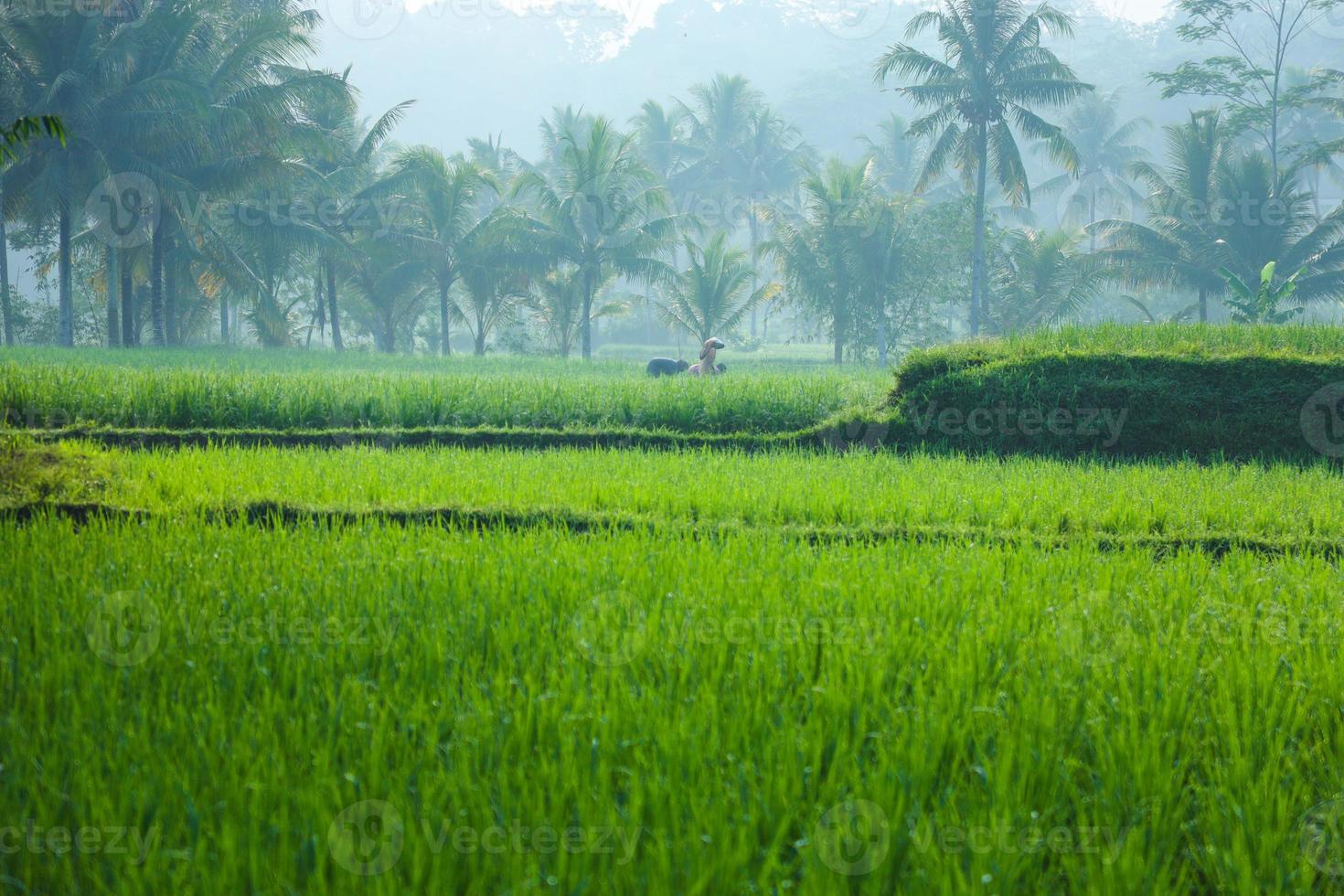 Greenery rice field with coconut palm tree in rainy season with fog atmosphere at Cianjur village, West Java, Indonesia. photo