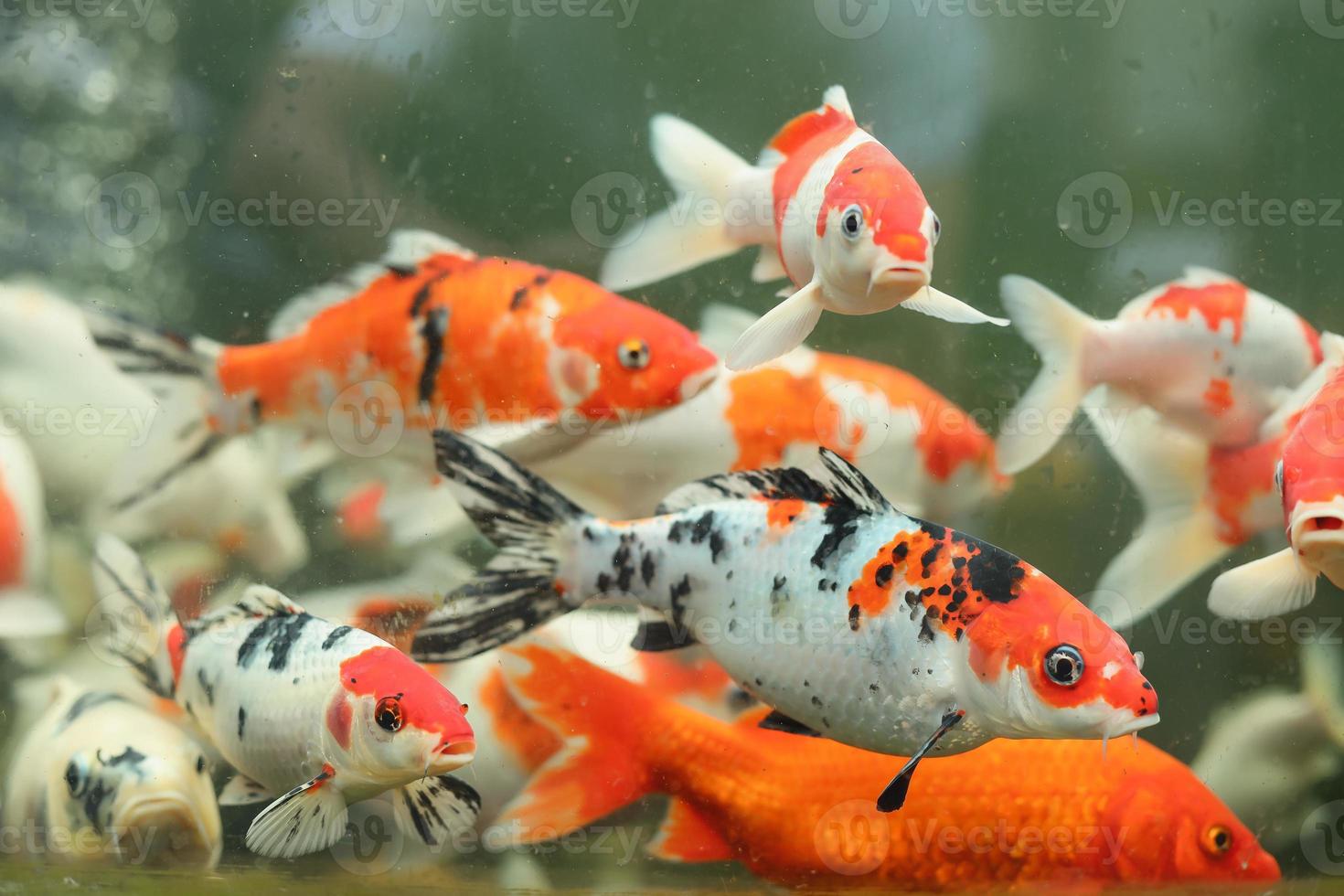coloridos y lujosos peces koi carpa en el estanque koi foto