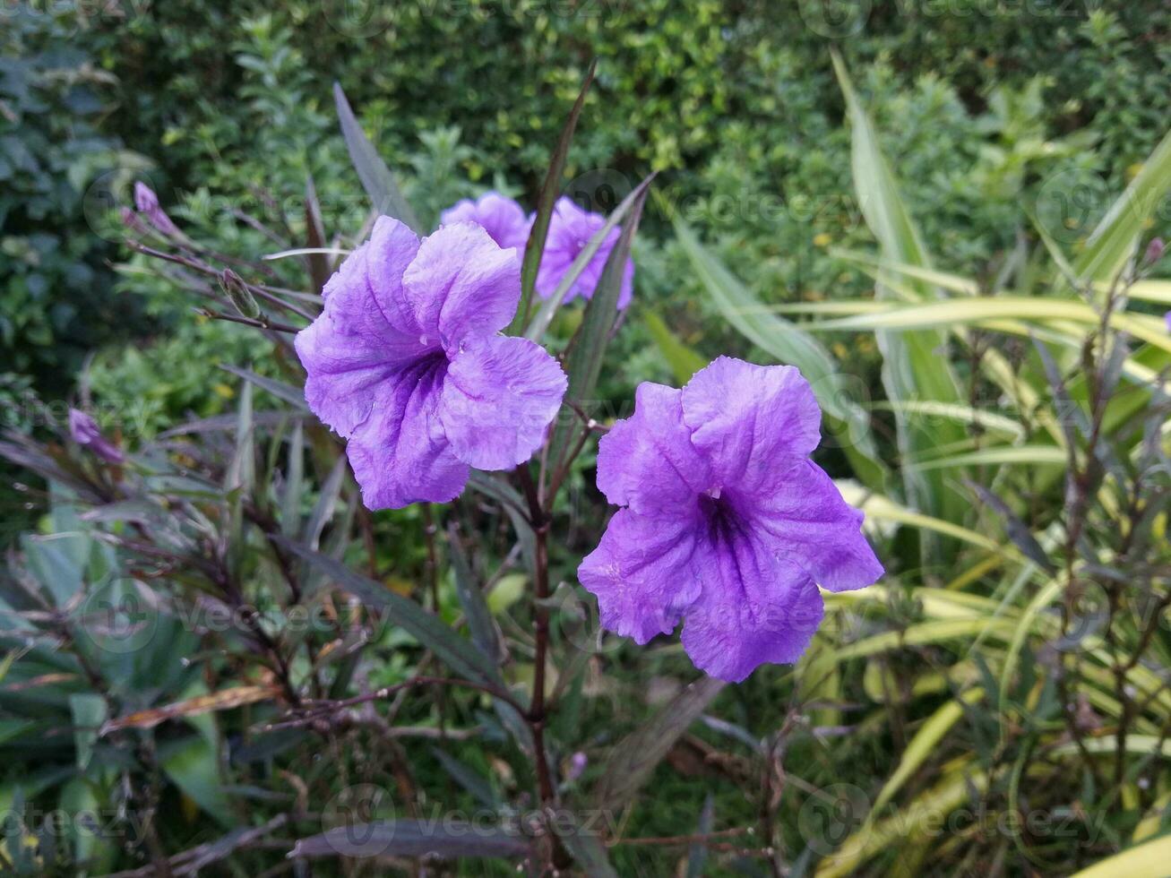 Two purple flowers in the garden, clear in the center and background blur around. photo