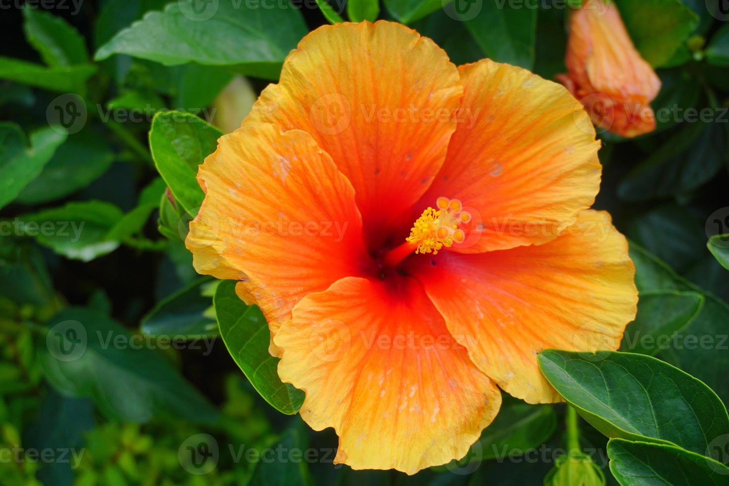 Hibiscus flower on a green background. In the tropical garden. Pro photo