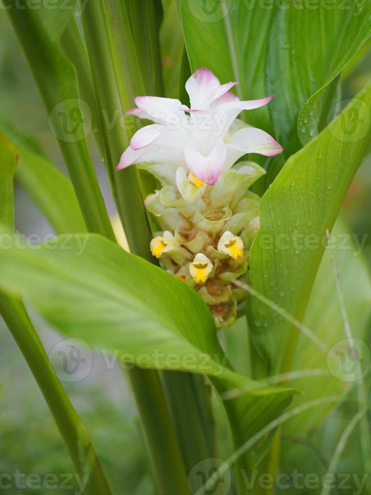 Galanga Flower ,Bouquet Ginger flower, Alpinia purpurata name, According to the top of the petiole Is a bouquet of leaves decorated with a clasp of flowers photo