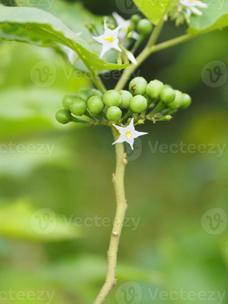 Turkey berry Solanum torvum Solanum torvum, Pea Eggplant, plate brush green vegetable tree blooming in garden on nature background photo