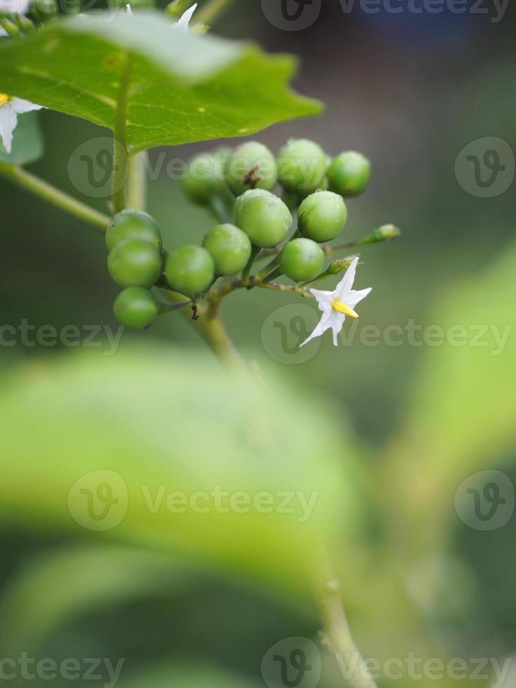 Turkey berry Solanum torvum vegetable photo