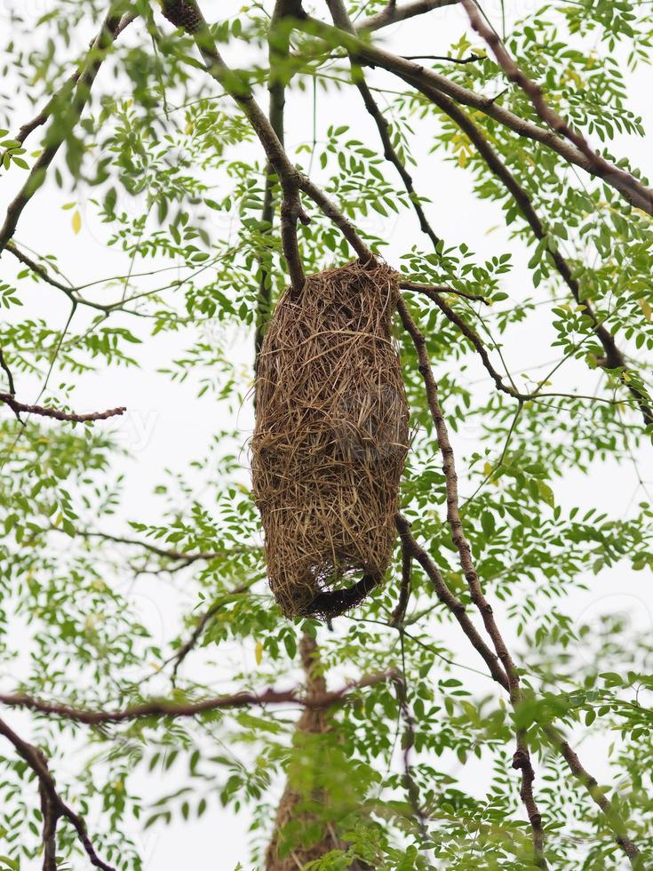 Bird Nest ,Weaver on the tree photo