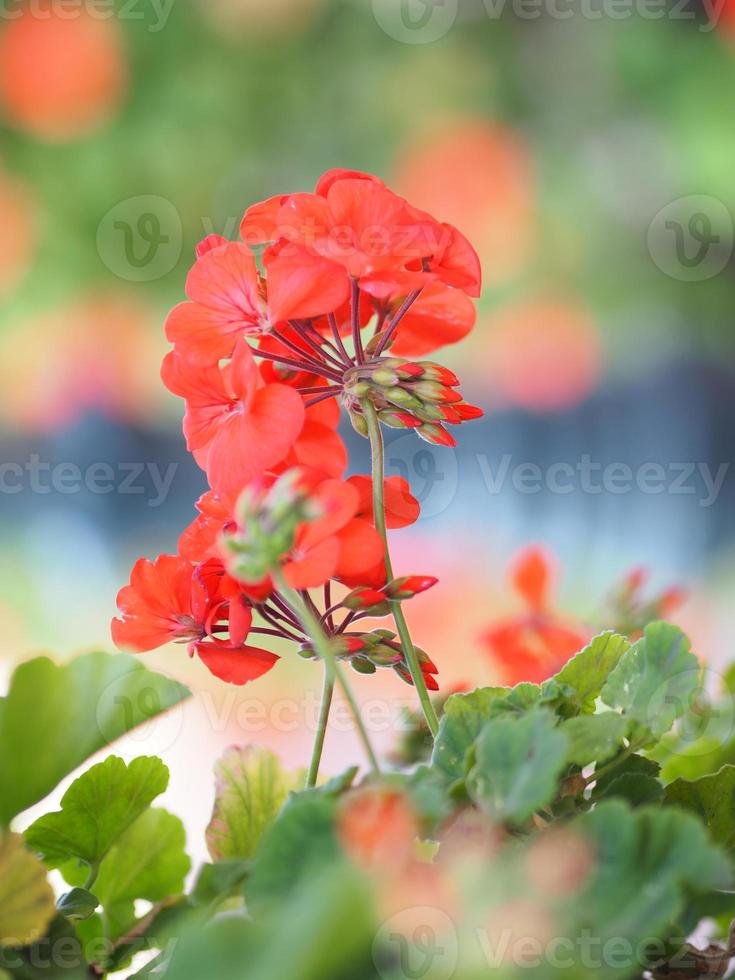 red flower blooming in garden on nature background photo