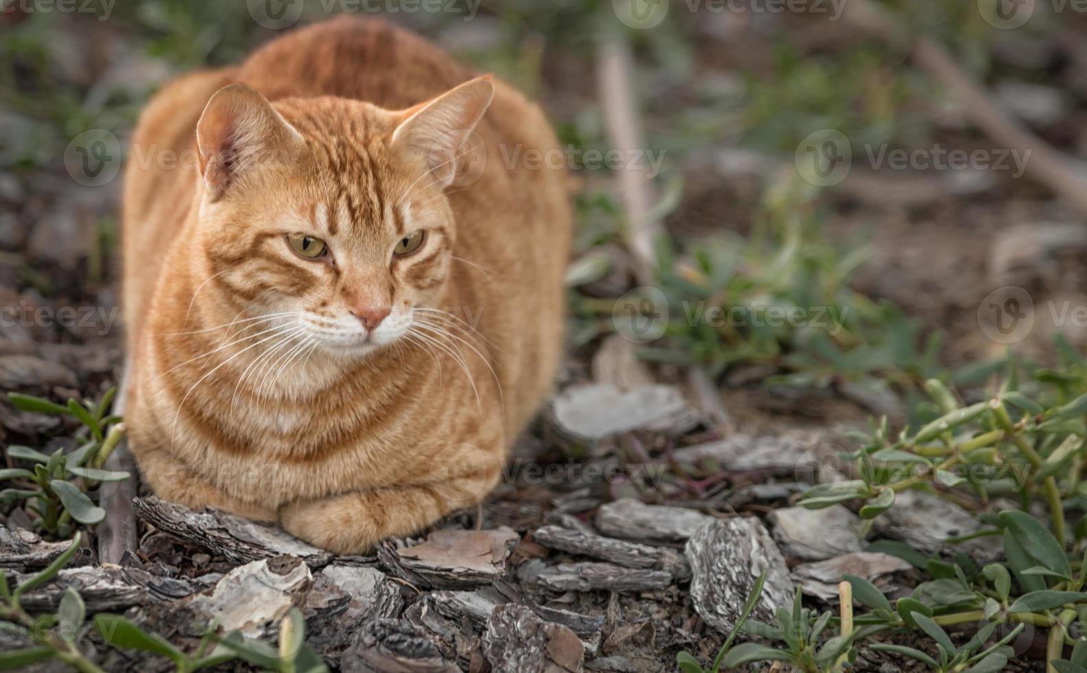 hermoso gato sentado en el suelo con cara afilada y fondo borroso foto