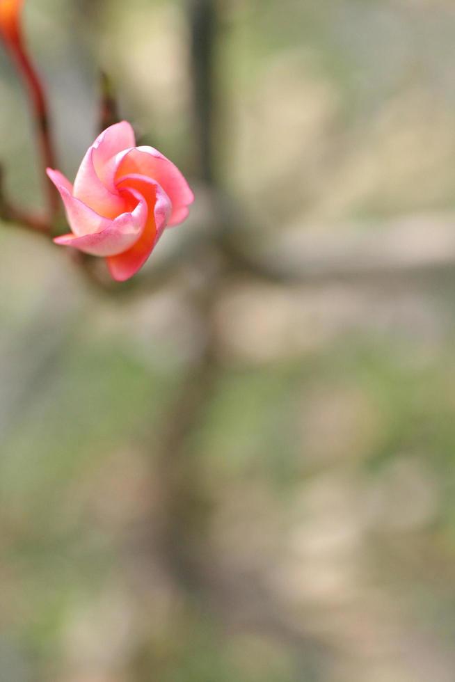 Rose flower on blurred background photo