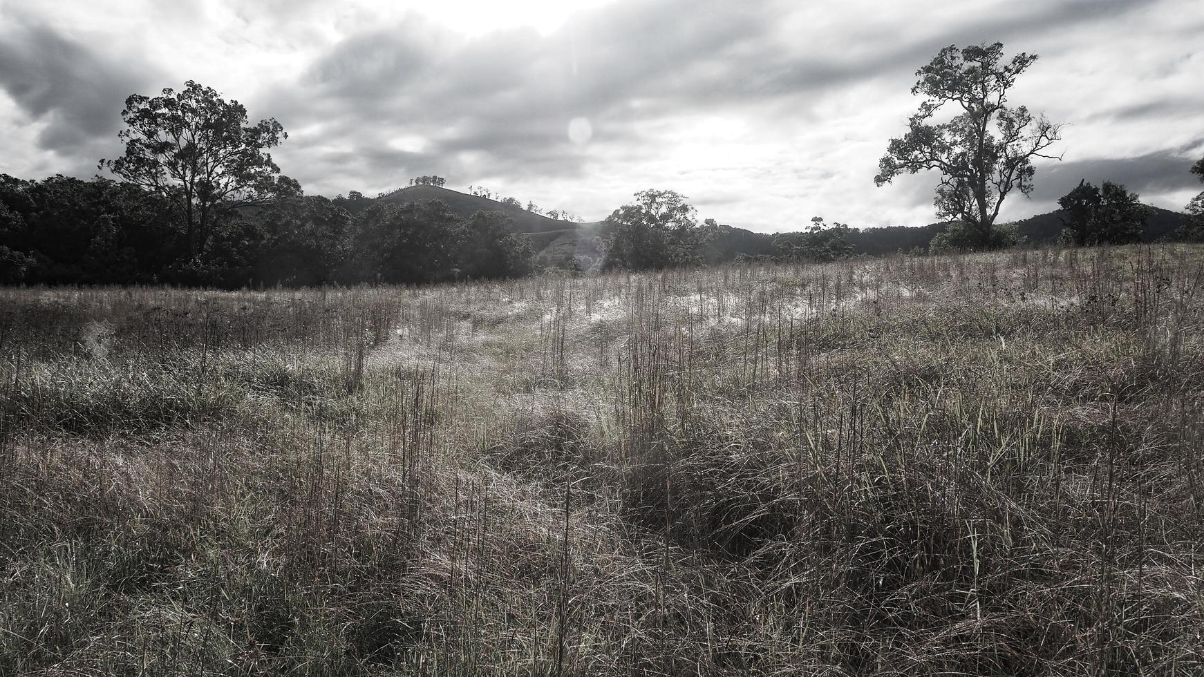 Paddocks in rural NSW photo