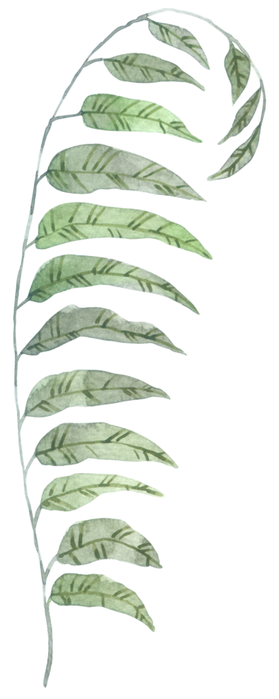 Green Leaf watercolor png