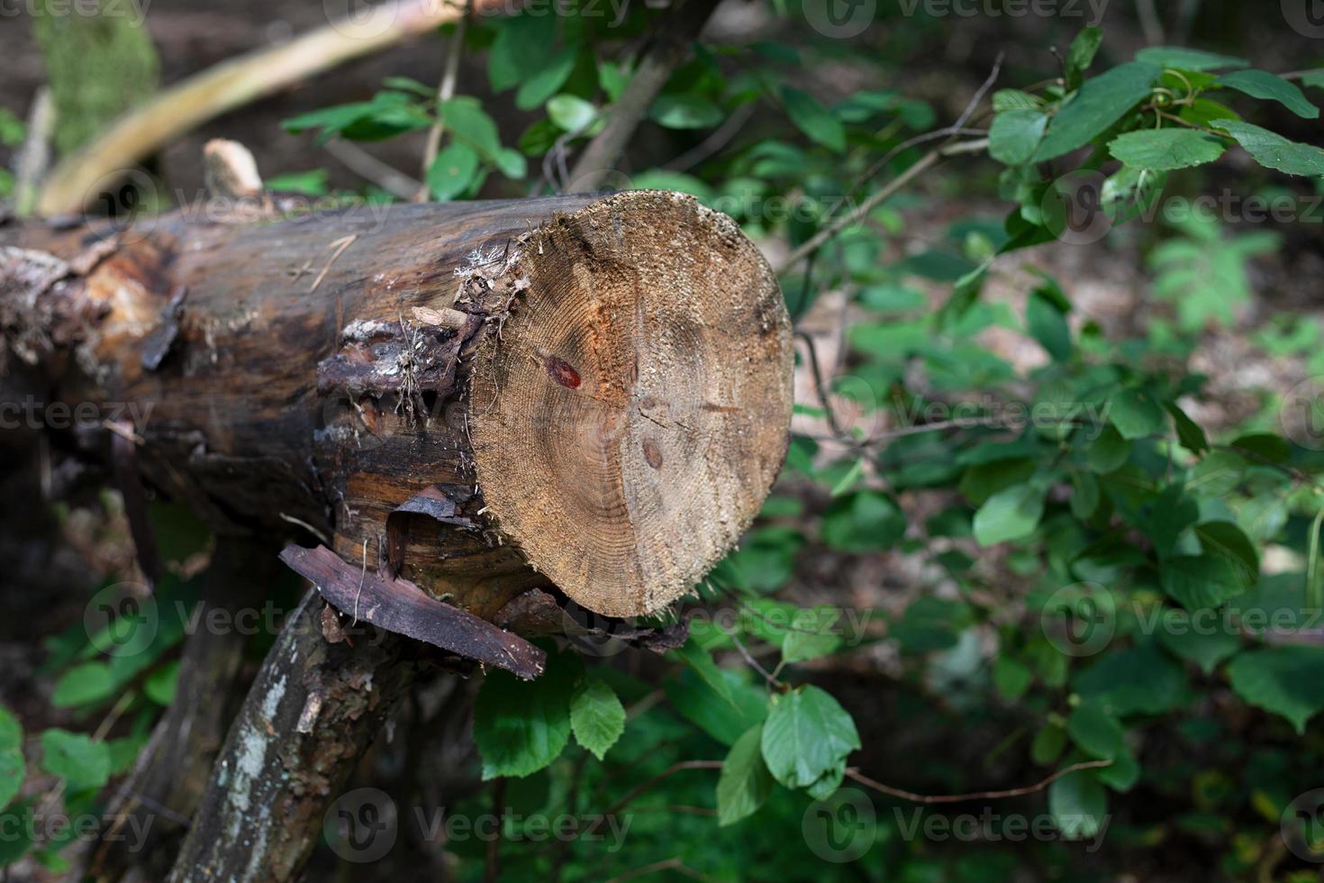 Chopped tree laying on the ground in forest photo