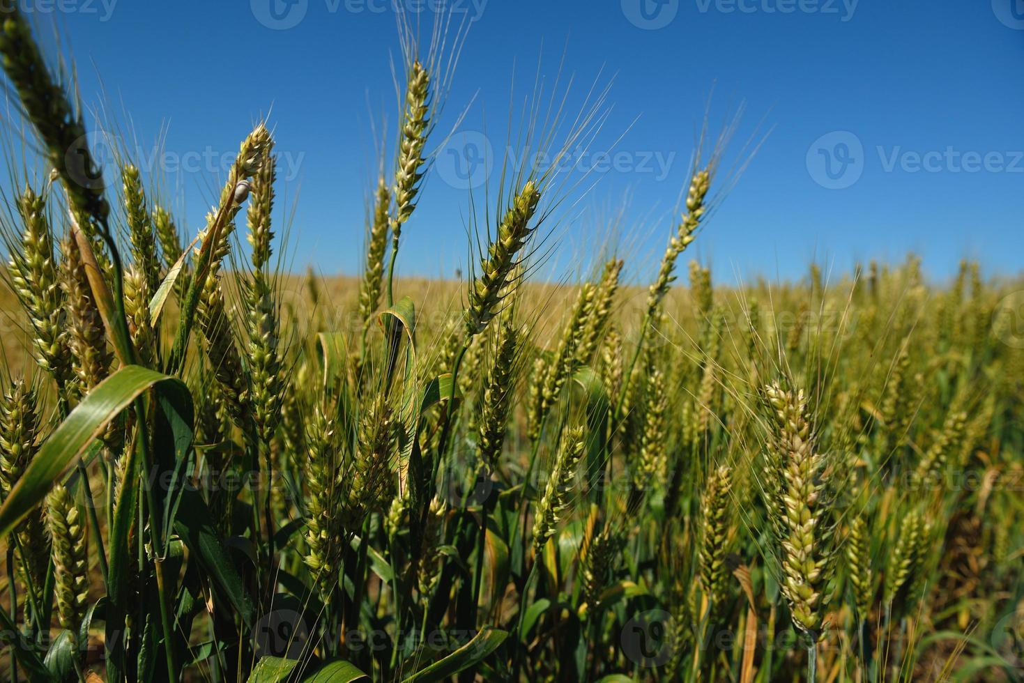 wheat field with blue sky in background photo