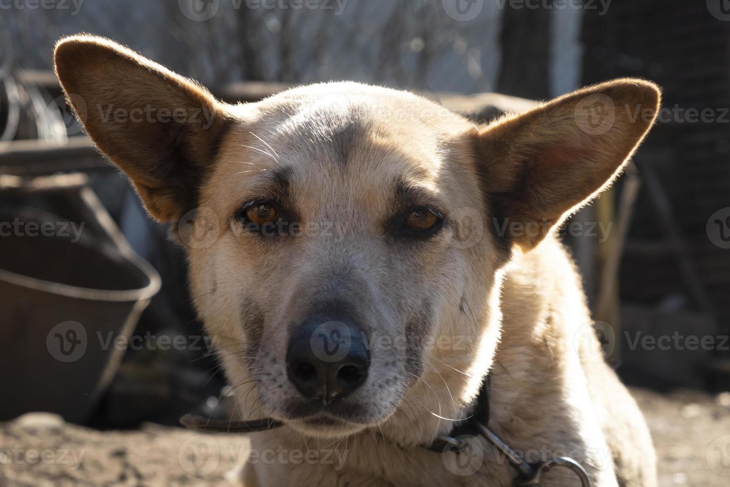 cara graciosa de un perro de orejas largas y protuberantes, mascota tomando el sol de cerca foto