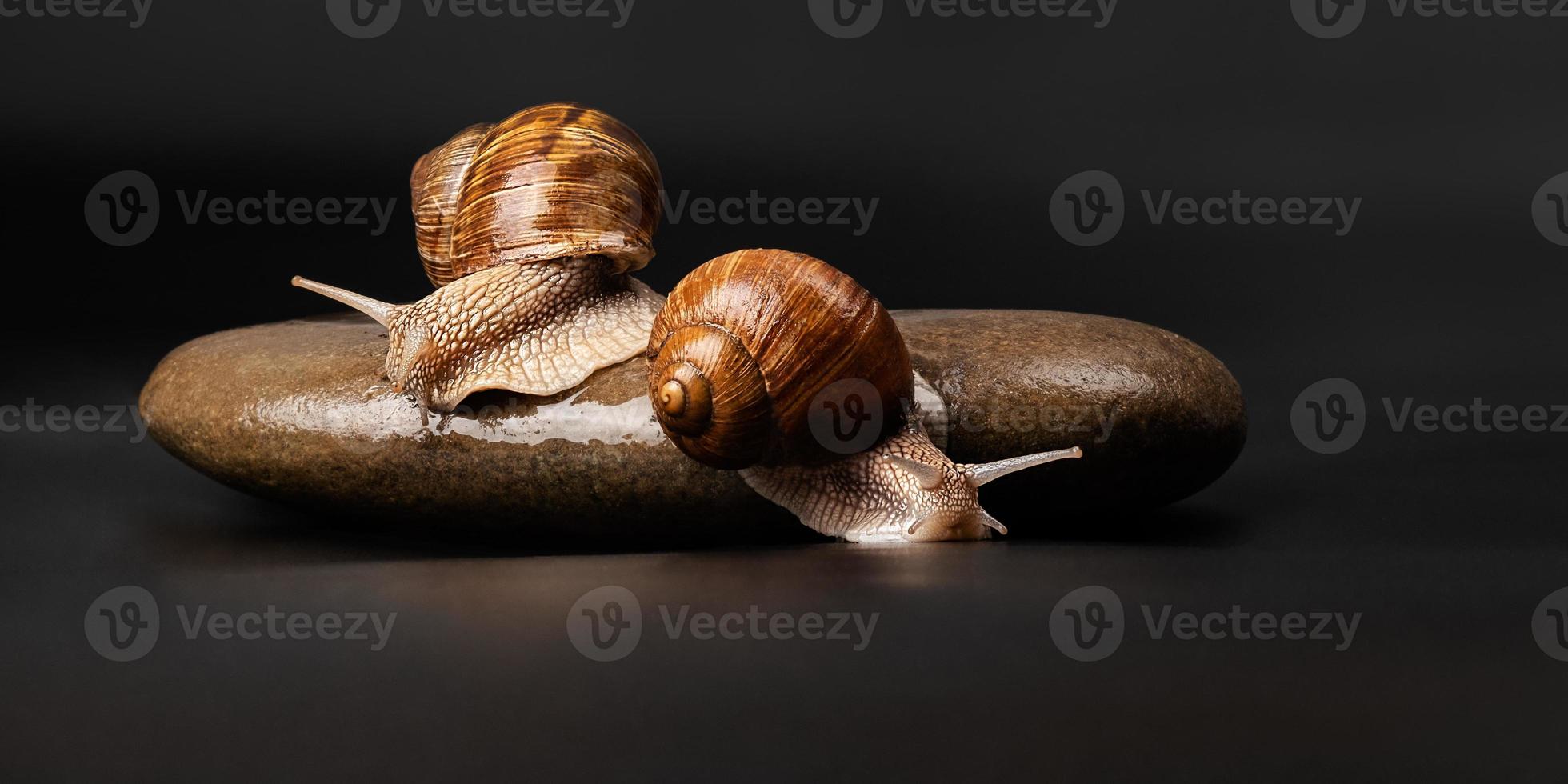 two grape snails sitting on a stone on a dark background photo