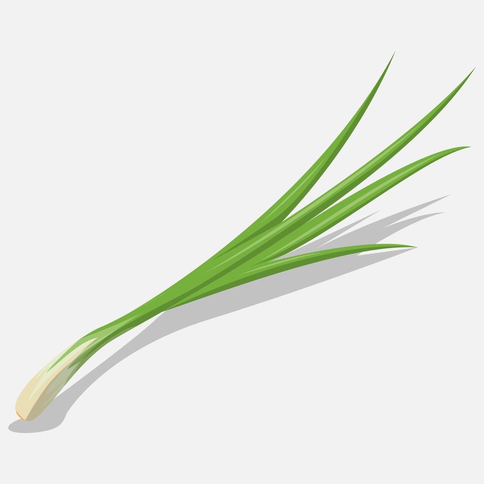 leek vector illustration