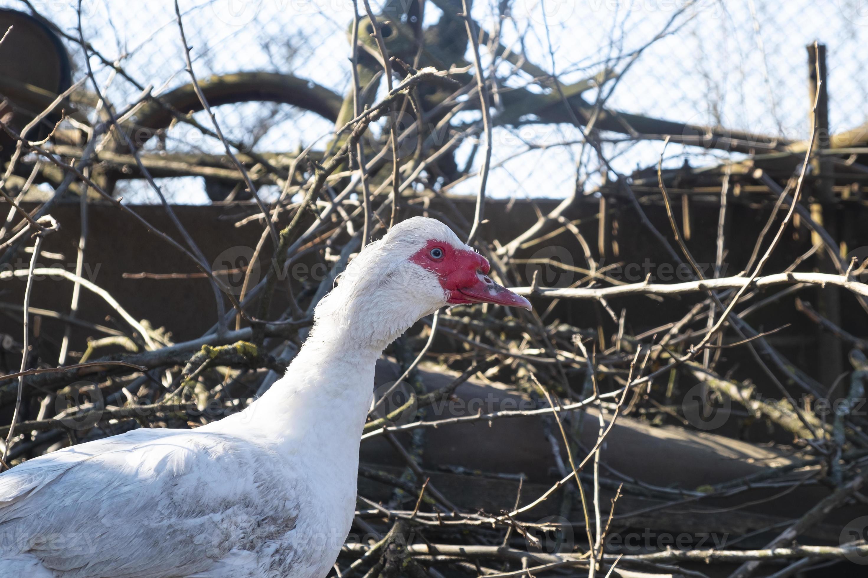 Domestic white bird hybrid duck and turkey 10140628 Stock Photo at Vecteezy