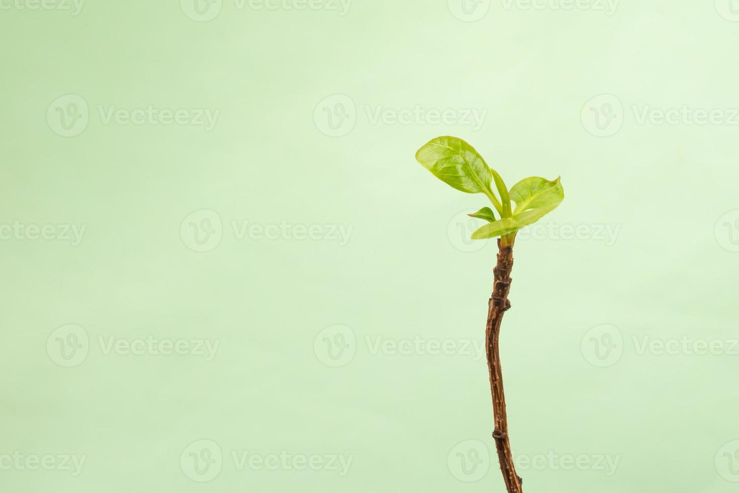 young green pistachio plant close-up on a green background photo