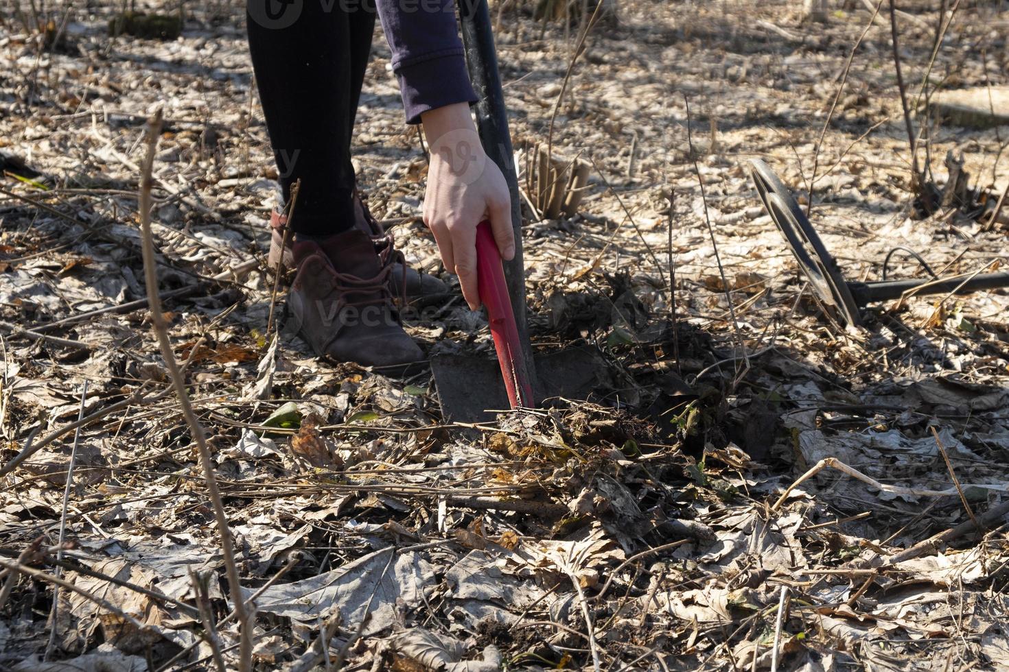 a girl with a pinpointer digs in the ground in search of lost coins photo