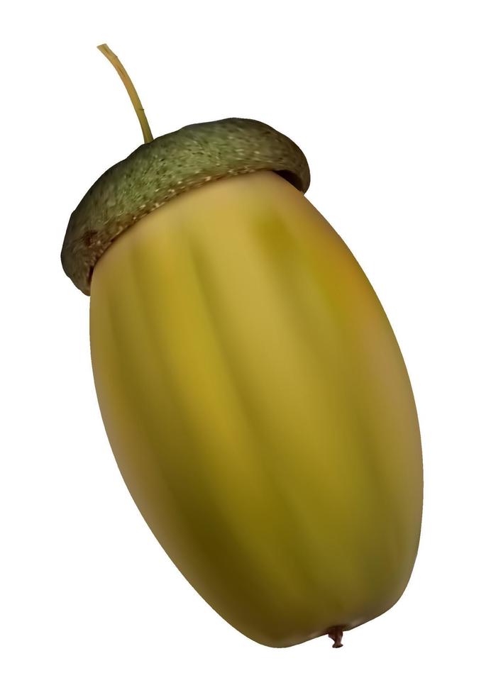 Green acorn. Oak, oak grove. Color realistic vector on white background