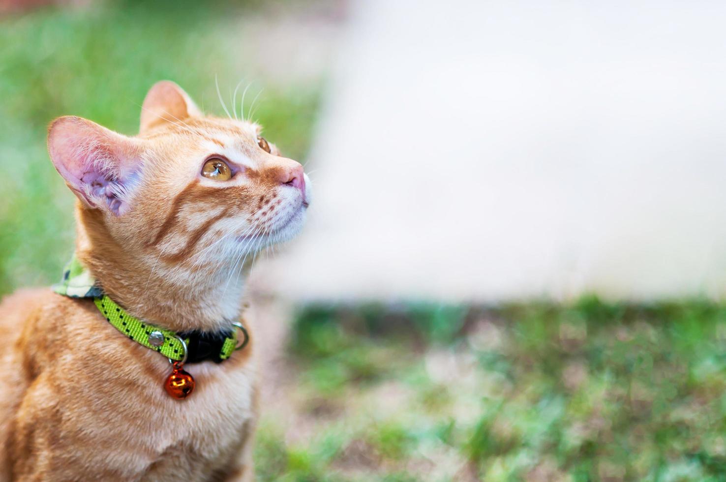 encantador gato doméstico marrón en un jardín verde - lindo concepto de fondo animal foto