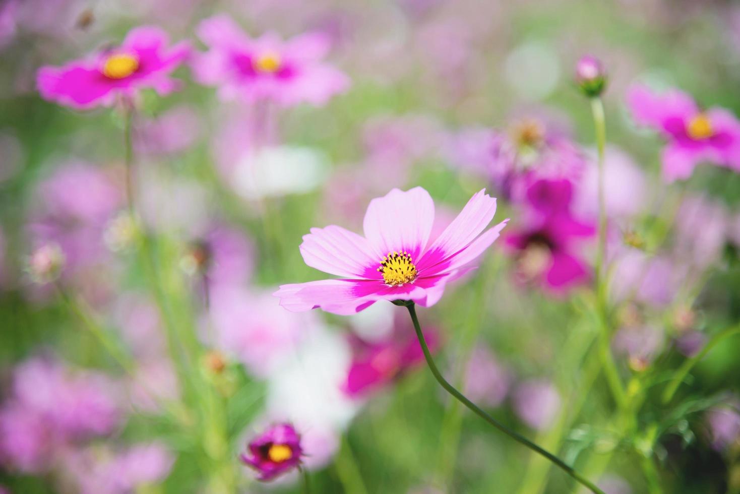 hermosas flores de cosmos púrpura de primavera en el fondo del jardín verde - naturaleza encantadora en el concepto de temporada de primavera foto