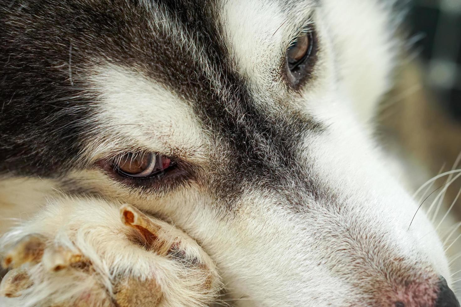 el área del ojo derecho del perro siberiano. Tiene ojos marrones y pelaje blanco y negro. foto
