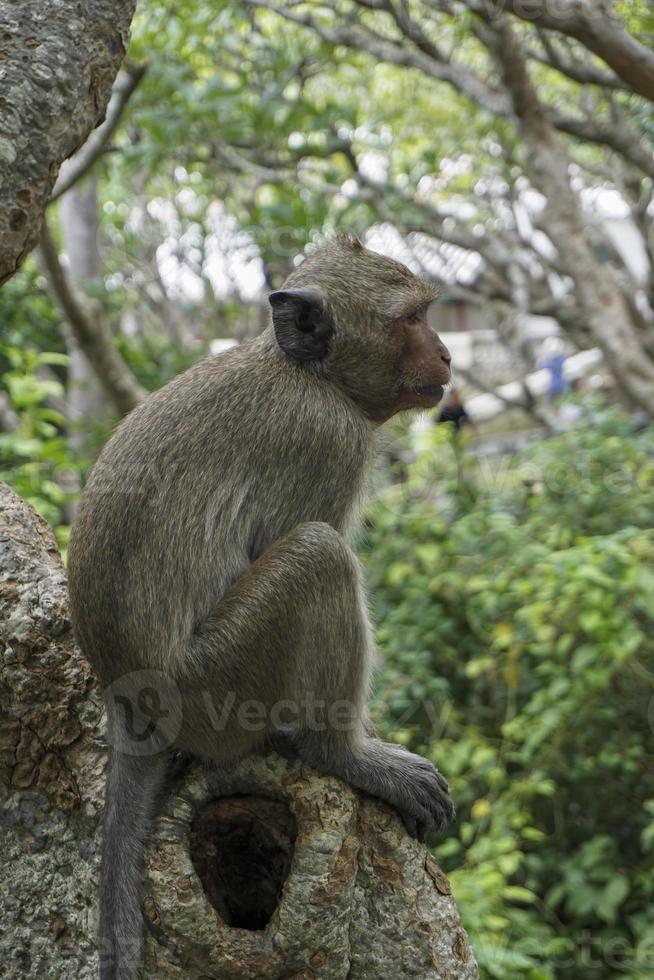A monkey sitting on the big tree, the background is green leaves do not focus. Side of the macaques photo