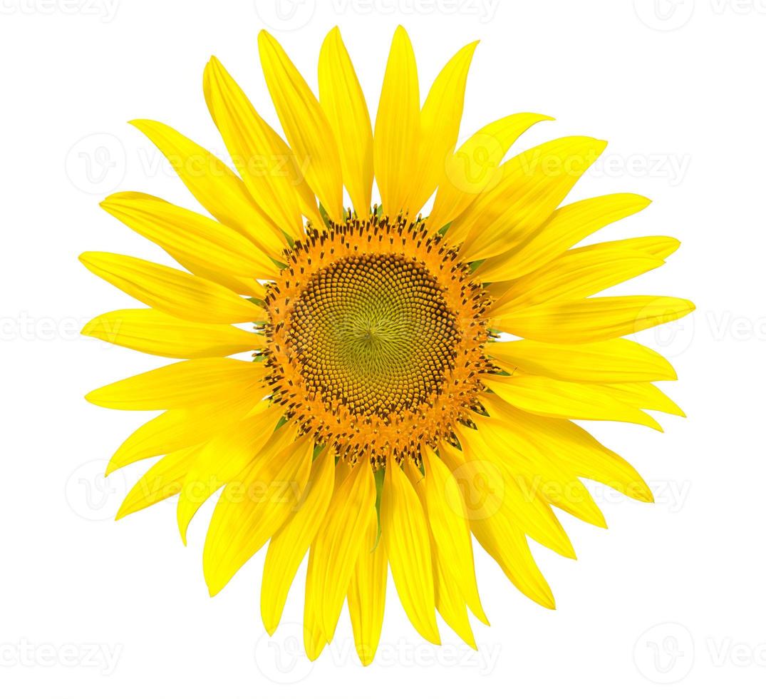 Yellow sunflower isolated on write background photo