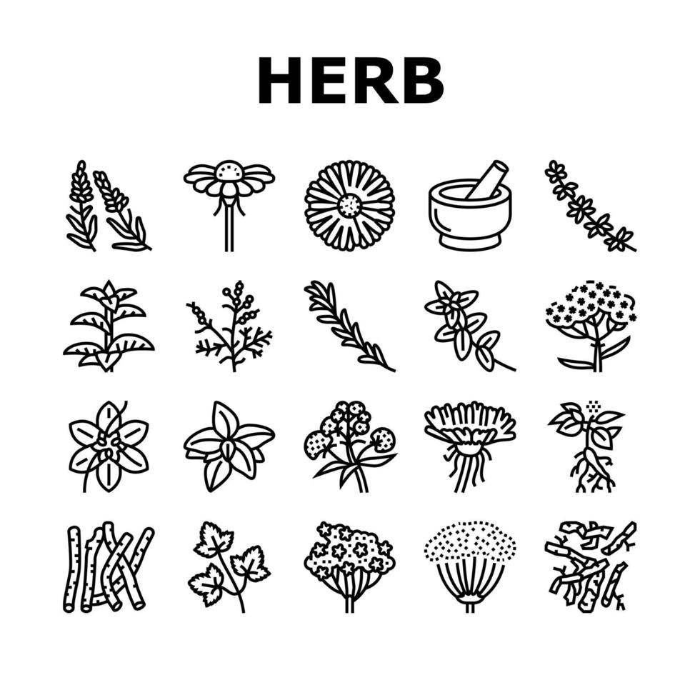 conjunto de iconos de ingredientes naturales de hierbas medicinales vector