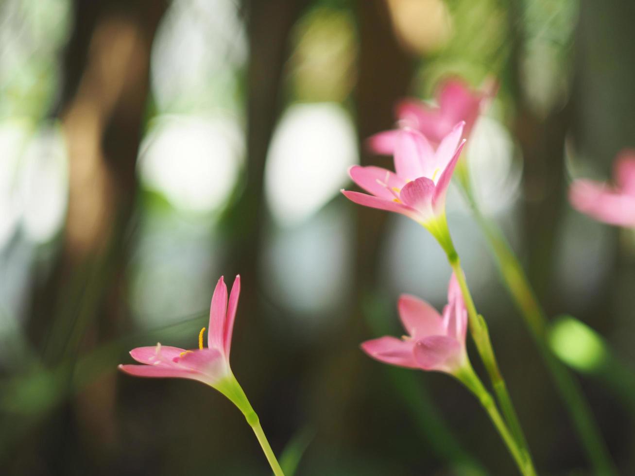 rain lily pink boomming in garden with shiny light photo