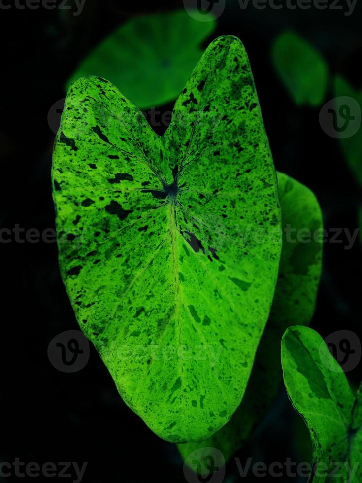 veragated plant and leafe for garden and home photo