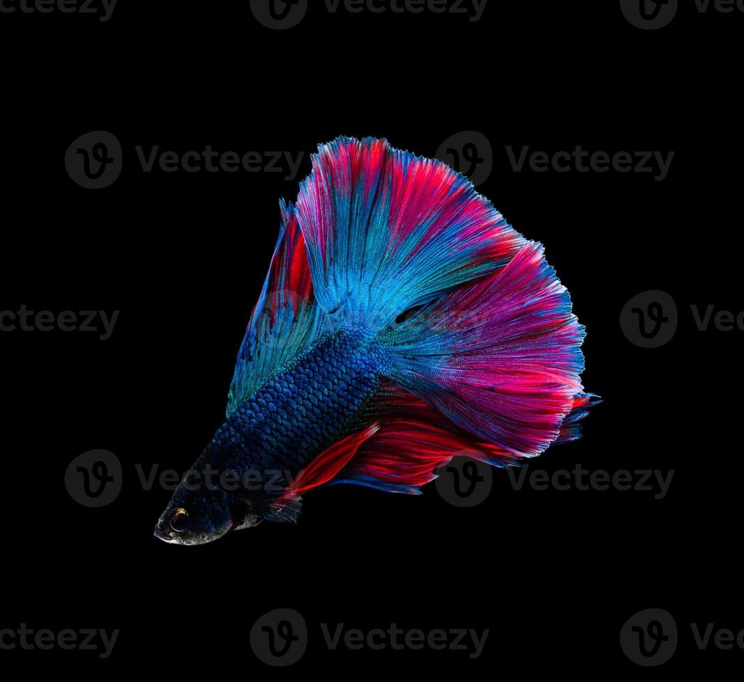 Doubletail colorful blue and red half moon Siamese fighting fish isolated on black background photo