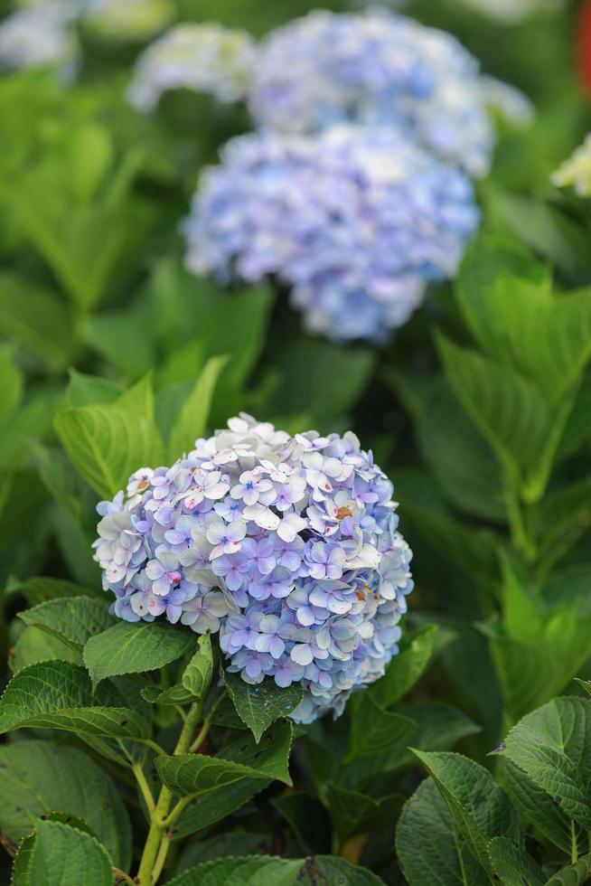 la flor blanca-azul llama la hortensia en un jardín. la flor de hortensia y la luz de la mañana es una flor hermosa. foto