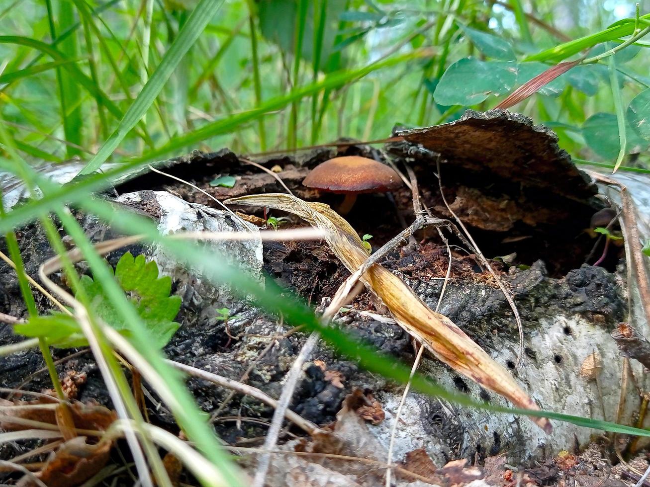 Beautiful closeup of forest mushrooms. Gathering mushrooms. Mushrooms photo, forest photo, forest background photo