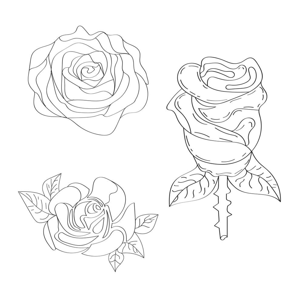 Rose flower on white background. One line drawing style. Rose flower line art. vector