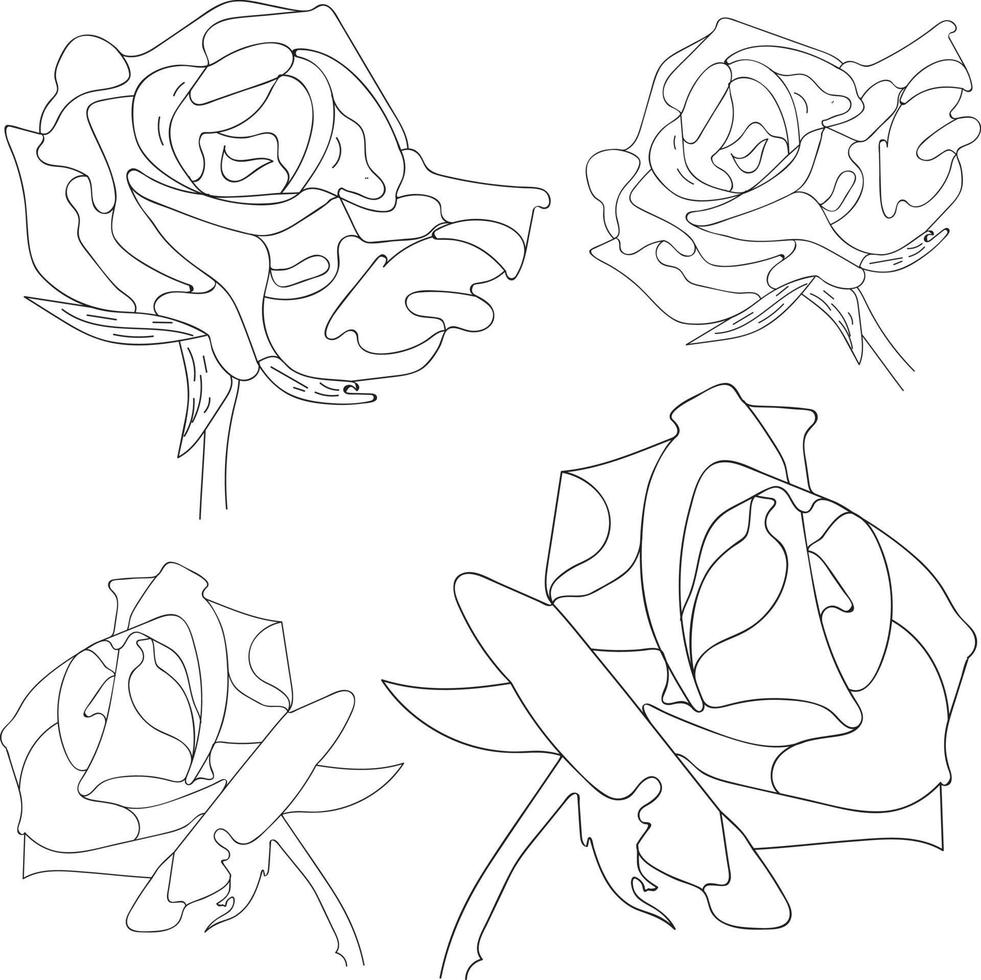 Rose vector set by hand drawing. Beautiful flower on white background. Black color line art rose.