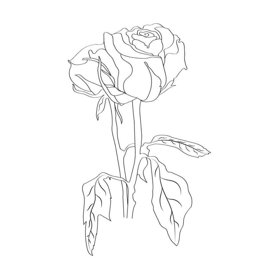 Beautiful flower on white background. Black color line art rose vector