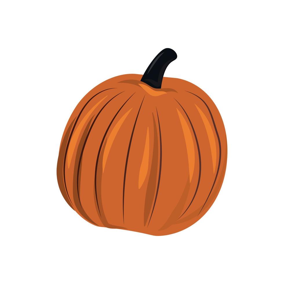 Orange pumpkin isolated on white background, harvest festival - Vector