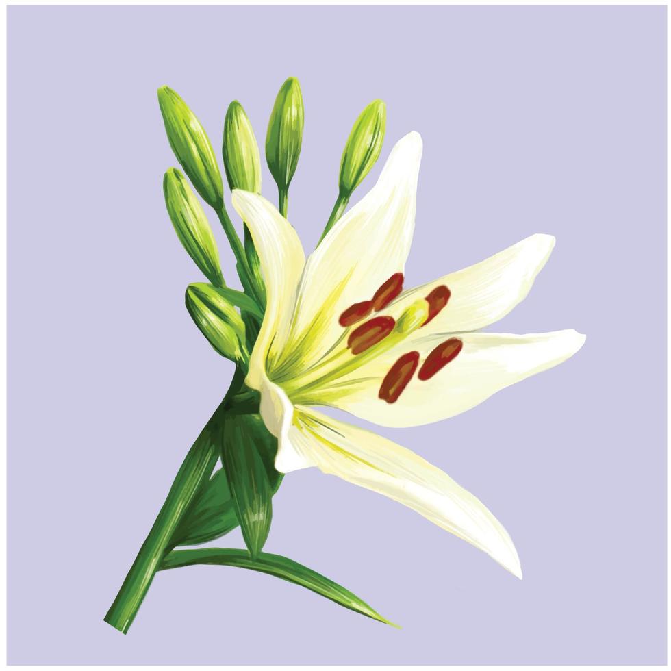white lily flowers with buds illustration vector